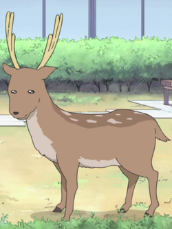 The deer | Nichijou Wiki | Fandom