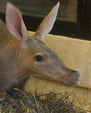 Aardvark | Nickelodeon Animals Wiki | Fandom