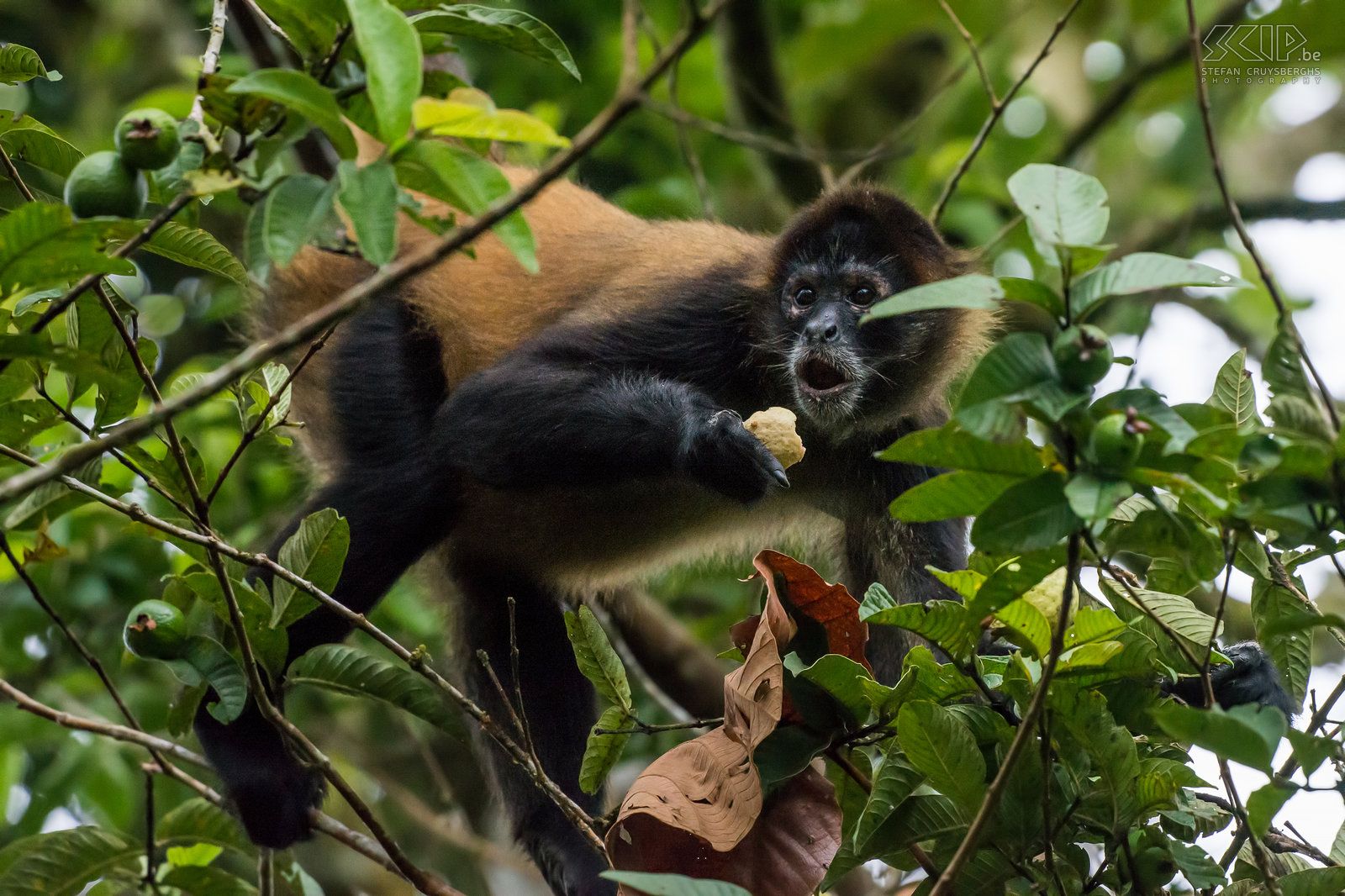 spider monkey spider monkey