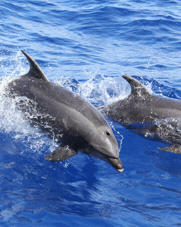 Common Bottlenose Dolphin Nickelodeon Animals Wiki Fandom