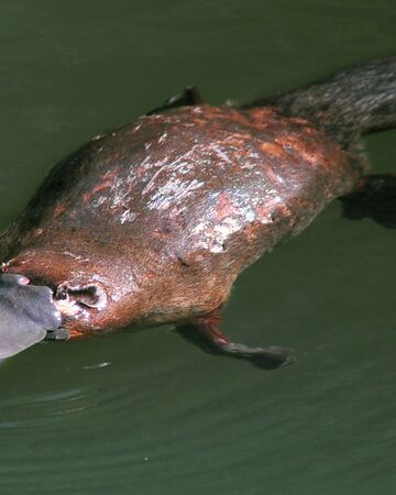Platypus Nickelodeon Animals Wiki Fandom
