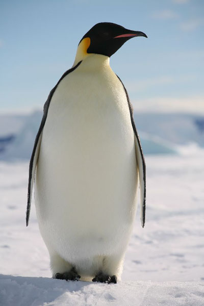 Emperor Penguin | Nickelodeon Animals Wiki | Fandom