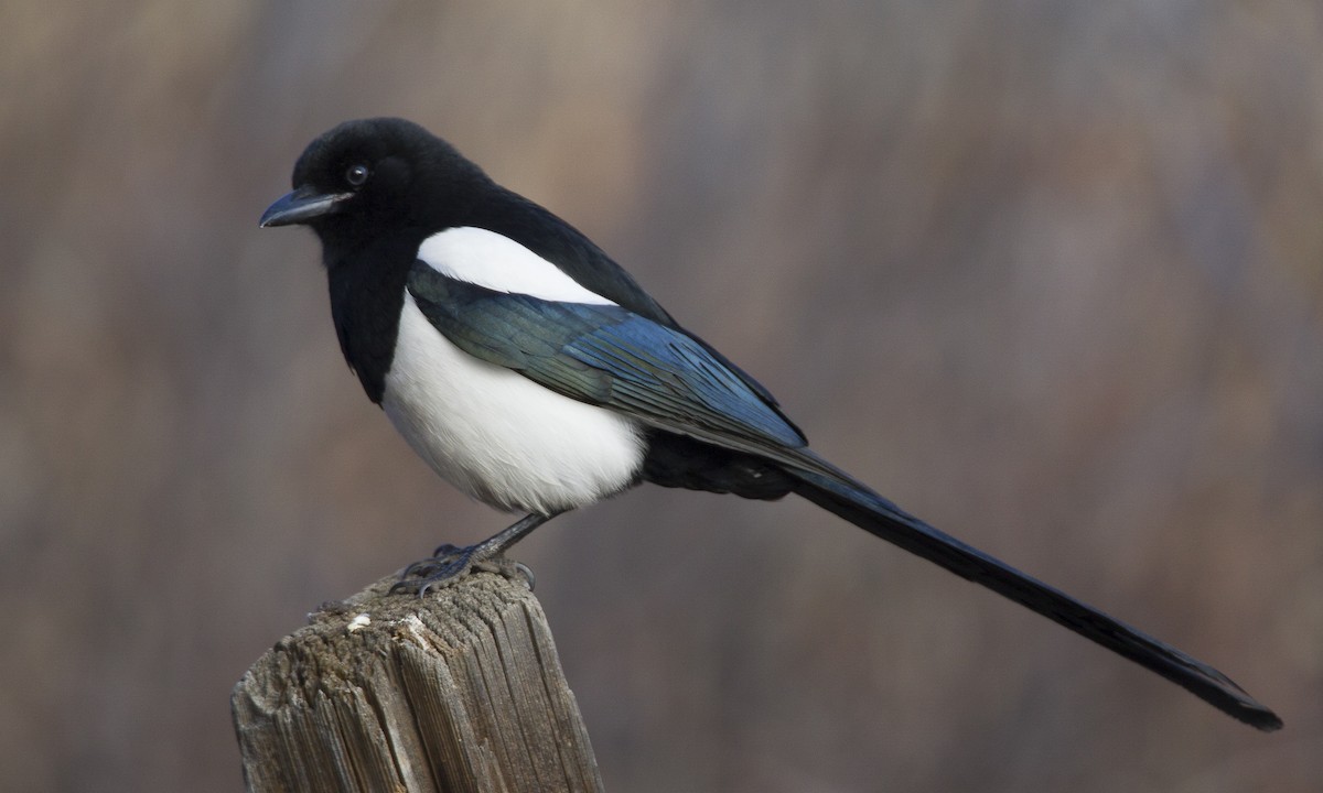 Black-billed Magpie | Nickelodeon Animals Wiki | Fandom