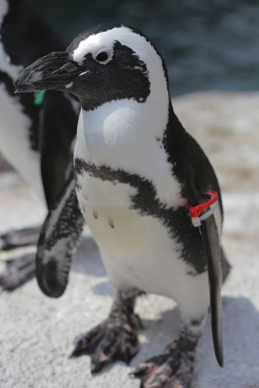 African Penguin Nickelodeon Animals Wiki Fandom