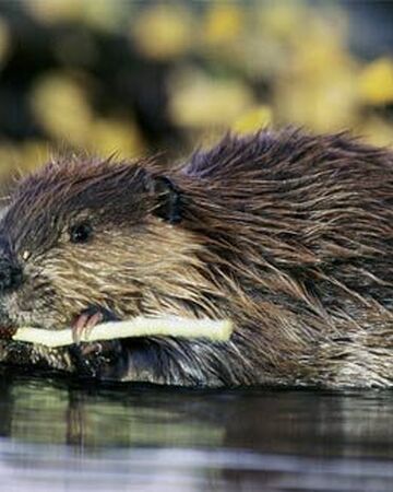 North American Beaver Nickelodeon Animals Wiki Fandom