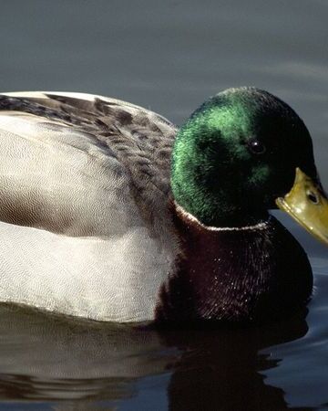 Mallard Nickelodeon Animals Wiki Fandom