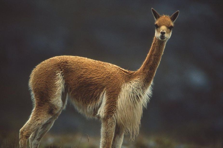 Vicuna | Nickelodeon Animals Wiki | Fandom