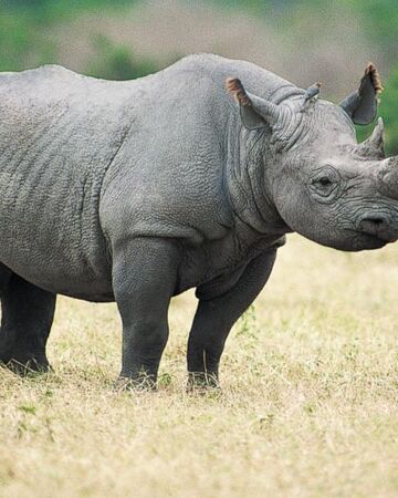 Black Rhinoceros Nickelodeon Animals Wiki Fandom