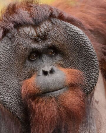Bornean Orangutan Nickelodeon Animals Wiki Fandom