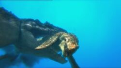 Episode1x3Mosasaur162