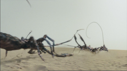 2x5 ScorpionsSeBattent