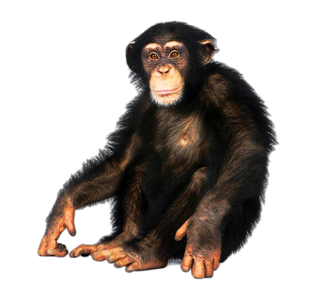 Image - Chimpanzee.png | Nickelodeon Movies Wiki | FANDOM powered by Wikia