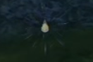 DreamDrop