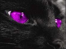Black-cat-with-purple-eyes-black-cat-with-yellow-eyes-black-cat
