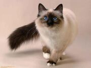 Siamese-cat-walking-1