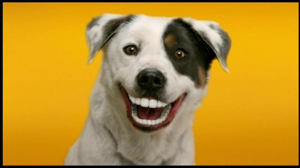 Image result for dog with dentures