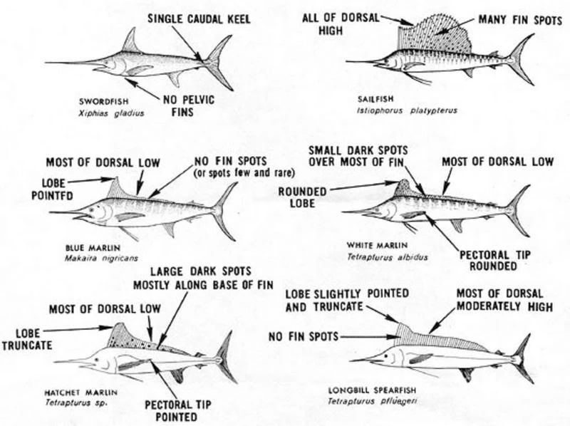Swordfish Ninja Fishing (Updated) Wiki FANDOM powered by Wikia