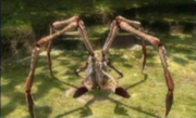 Titan dweevil