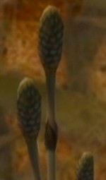 Horsetail