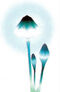 Common Glowcap
