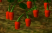Pik Pik carrot
