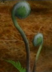 Fiddlehead