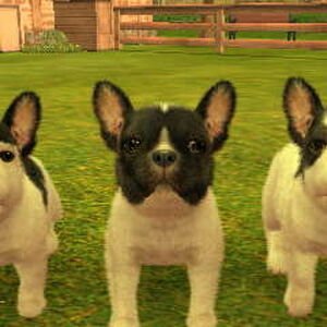 French Bulldog Nintendogs Wiki Fandom