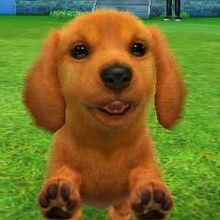 Miniature Dachshund Nintendogs Wiki Fandom