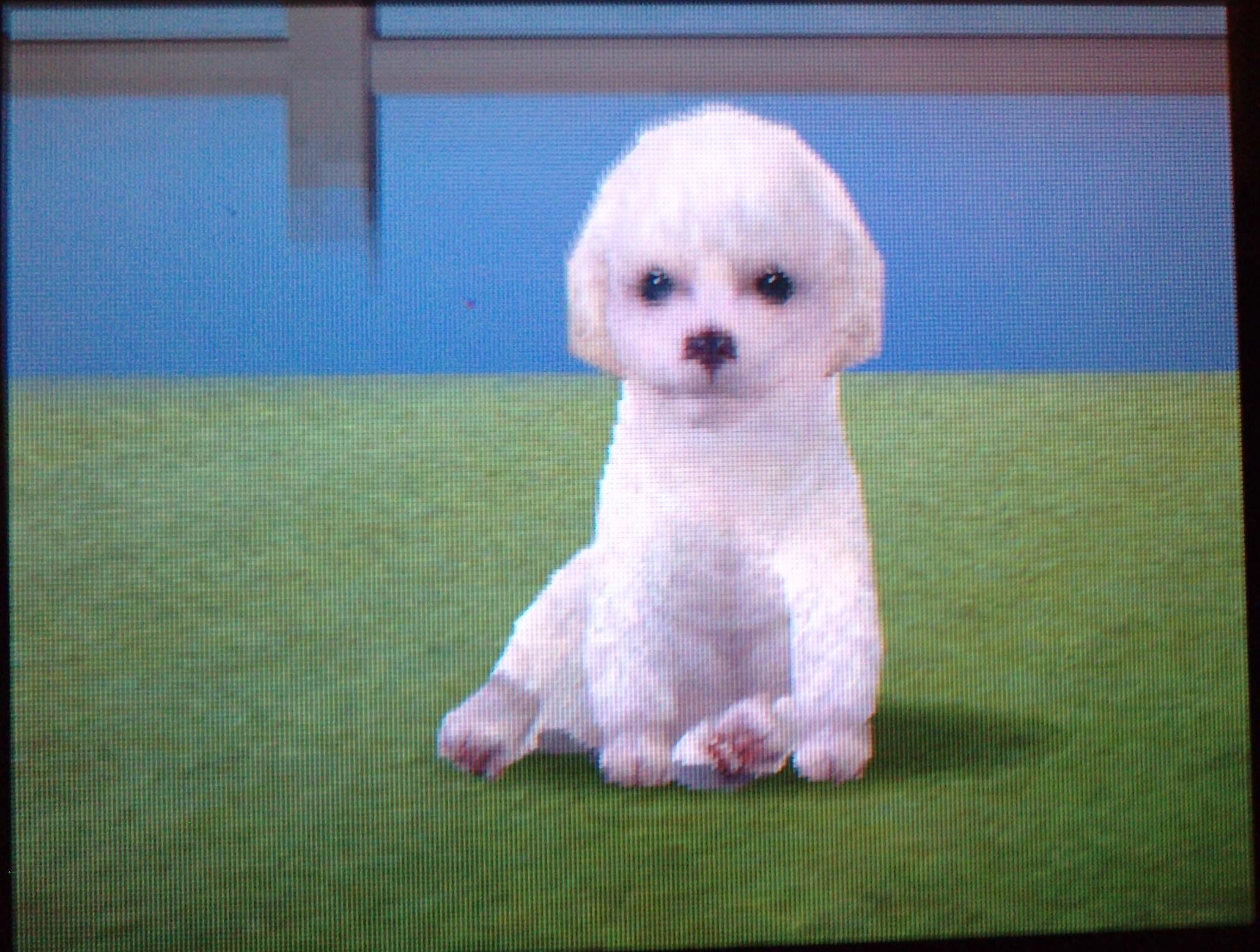 Toy Poodle Nintendogs Wiki FANDOM powered by Wikia