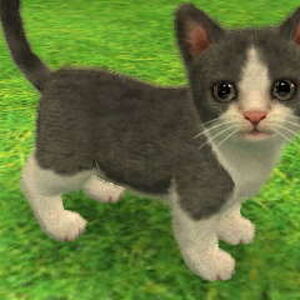 Standard Cat Nintendogs Wiki Fandom