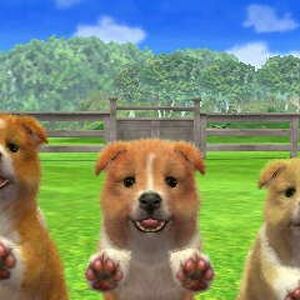 Shetland Sheepdog Nintendogs Wiki Fandom