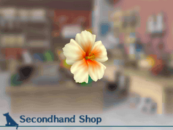 Hibiscus