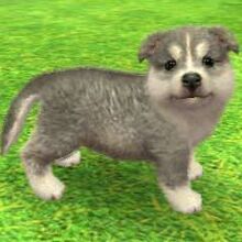 Shetland Sheepdog Nintendogs Wiki Fandom