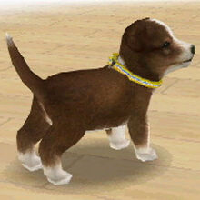 Shetland Sheepdog Nintendogs Wiki Fandom