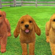 Cocker Spaniel Nintendogs Wiki Fandom