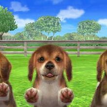 Beagle Nintendogs Wiki Fandom