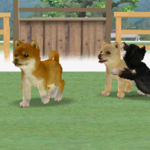 Shiba Inu Nintendogs Wiki Fandom