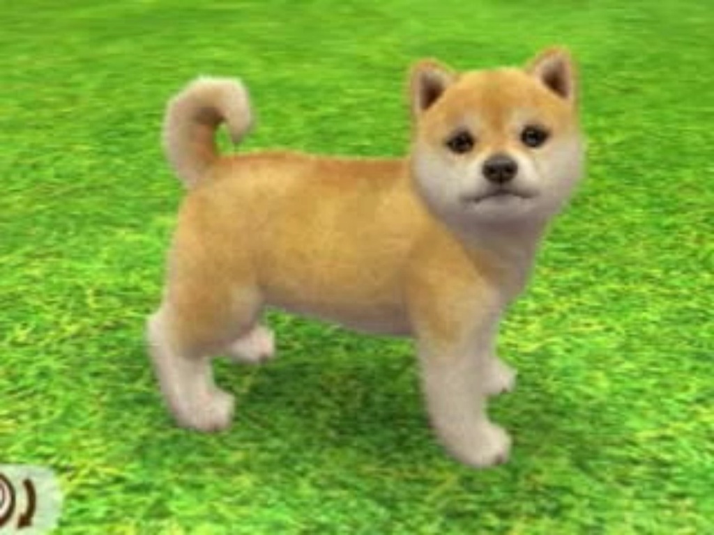 Image Agoutishiba2 Nintendogs Wiki Fandom Powered By Wikia