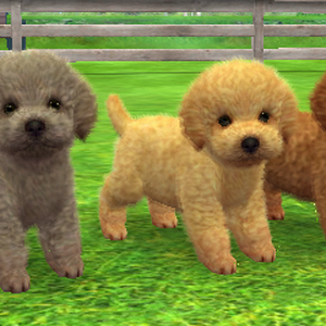 Toy Poodle Nintendogs Wiki Fandom