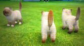 Pointedlonghair