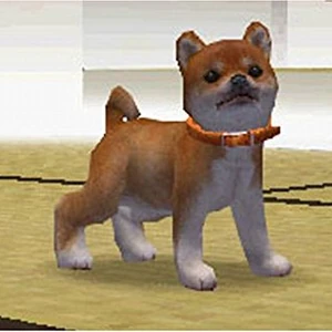 Shiba Inu Nintendogs Wiki Fandom