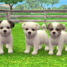 Maltese Nintendogs Wiki Fandom