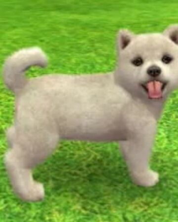 Shiba Inu Nintendogs Wiki Fandom