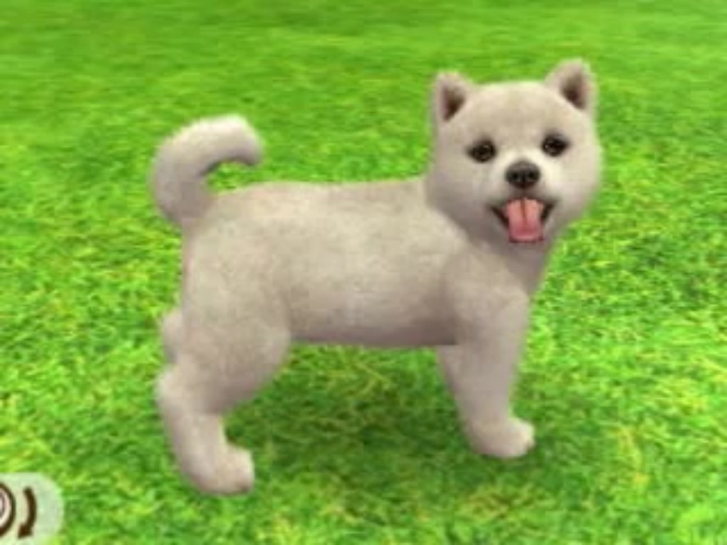 Shiba Inu Nintendogs Wiki Fandom