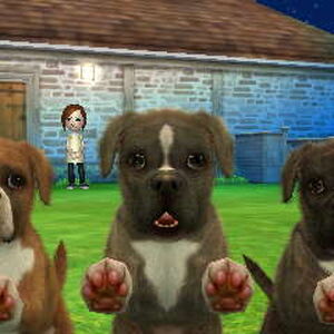 Nintendogs Cats Nintendogs Wiki Fandom