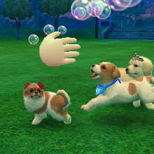 Nintendogs Cats Glitches Nintendogs Wiki Fandom