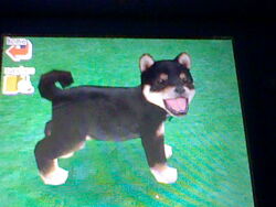 Nintendogs 002