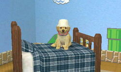 Cat&Dog 007