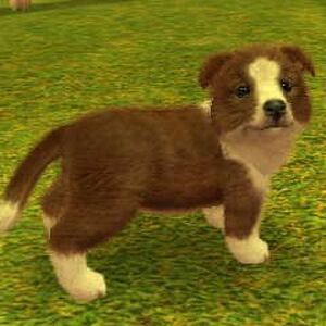 Shetland Sheepdog Nintendogs Wiki Fandom