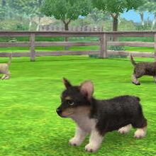 Kennel Nintendogs Wiki Fandom
